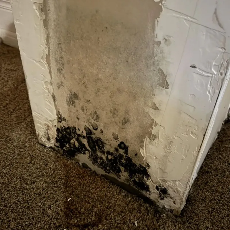 Professional Mold Removal in Conrad, IA